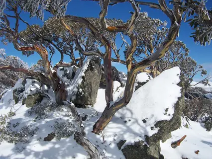 snow gum bark on twisting trees among snow-covered rocks beneath a clear blue sky