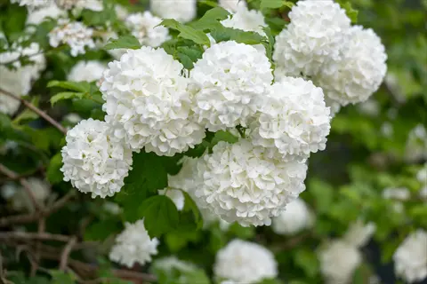 snowball viburnum blooms with lush white flower clusters and green foliage
