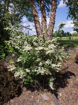 snowmound spirea white flowering shrub with clusters of small white blooms in a sunny garden setting