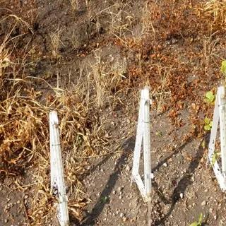 soil thermometers installed in an onion garden for monitoring soil temperature