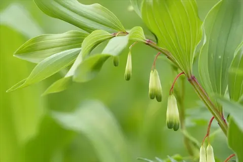solomon's seal plant with hanging bell-shaped flowers in a garden setting