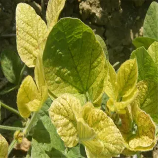 soybean plant exhibiting chlorosis due to alkaline soil conditions