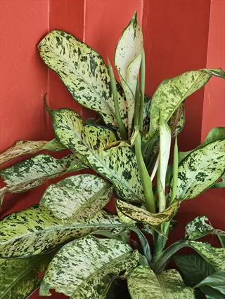 speckled dieffenbachia leaves with green-white variegation against a red wall