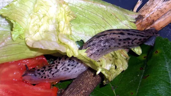 speckled slug crawling on cabbage leaves with tomato slice and twigs nearby