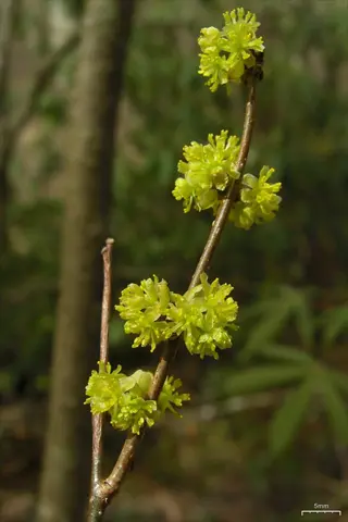 spicebush (lindera benzoin) flowering stem with clusters of small yellow spring blooms against blurred green forest background