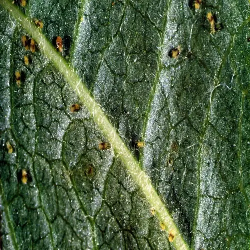spider mite leaf closeup: green plant leaf surface showing veins and multiple tiny spider mites