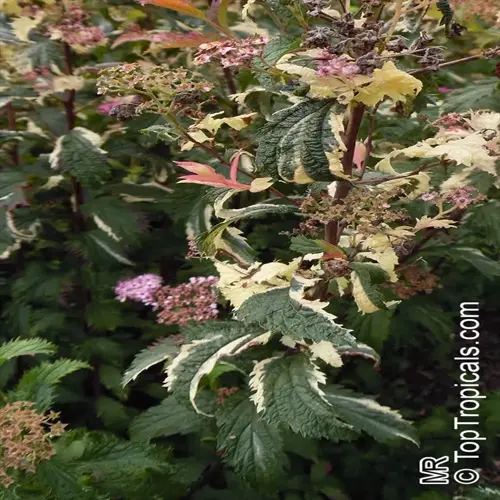 spirea bush blooming with pink flowers and variegated leaves in a garden
