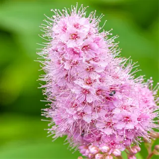 spirea shrub with delicate pink blooms against a blurred green background
