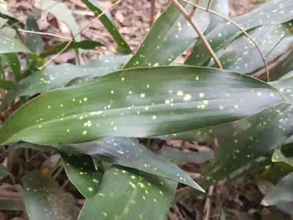 spotted aspidistra houseplant with green leaves featuring yellow speckles in a shaded garden