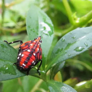 spotted lanternfly (lycorma delicatula) nymph on green foliage, key indicator of spotted lanternfly infestation