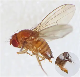 spotted wing drosophila (drosophila suzukii) - the destructive pest causing raspberry drosophila damage, with magnified wing detail (inset) (spotted wing drosophila)