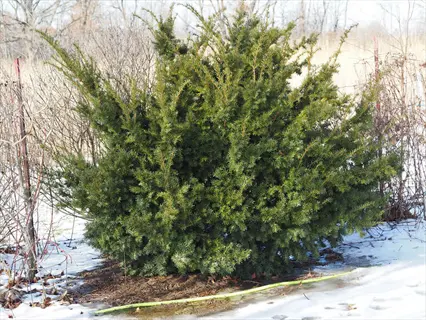 spreading yew landscape bed with snow-covered ground, leafless trees, and wooden fence in a winter garden setting