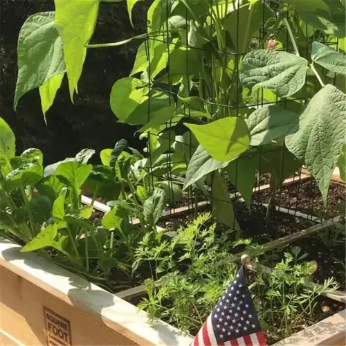 square foot gardening raised bed with thriving plants and american flags