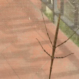 stick insect on a window screen insect netting