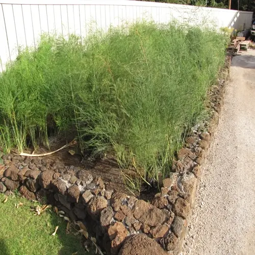 stone-bordered asparagus garden bed with lush green feathery plants beside gravel path and white fence