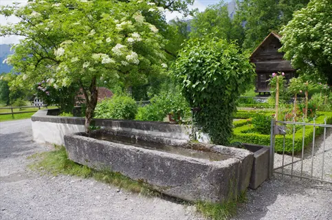 stone fountain in an elderberry shrub garden with greenery, trimmed hedges, and a rustic building behind an iron gate