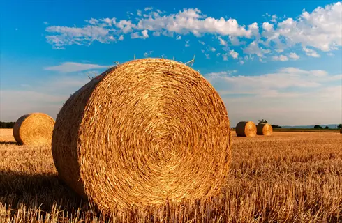 straw bales farm: multiple round golden hay bales in harvested field under blue sky with scattered clouds, representing agricultural byproducts