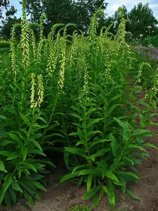 straw foxglove garden with tall green plants under a blue sky