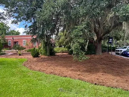 straw mulch garden with live oak tree, spanish moss, and landscaped beds in residential setting near building and parked cars