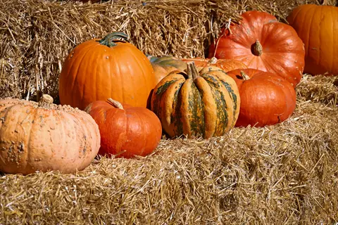 straw mulch pumpkins: assortment of orange, green-striped and pale pumpkins on hay bales during autumn harvest