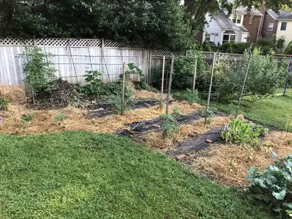 straw mulch vegetable garden with raised beds, plants, wooden fence, and compost pile in a backyard setting