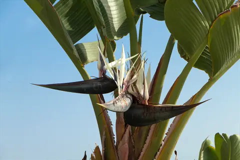 strelitzia alba white flowers with large green leaves against blue sky