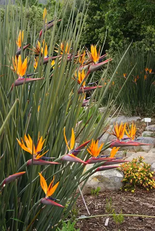 strelitzia juncea plants with vibrant orange flowers and tall green foliage in a garden setting