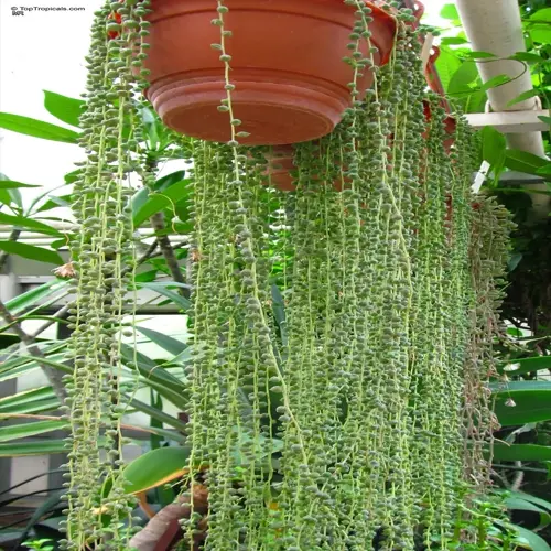 string of pearls plant in hanging pot with trailing bead-like foliage