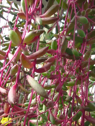string of rubies plant (othonna capensis) showcasing trailing reddish stems and plump green succulent leaves