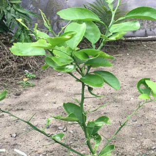 stunted plant growth: small citrus tree with limited foliage and growth