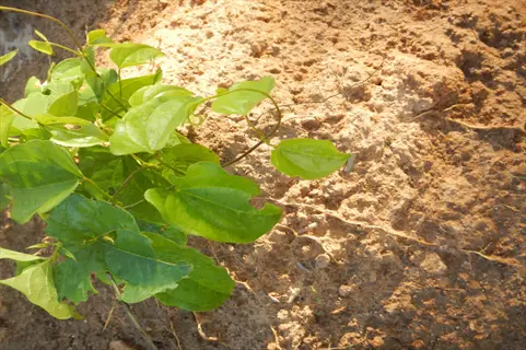 stunted plant growth: small green vine plant with heart-shaped leaves growing in dry, sandy soil under bright sunlight