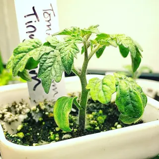 stunted tomato plants: small tomato tiny tim seedling in white pot with handwritten label, showing limited growth in indoor gardening setup with soil and other plants visible