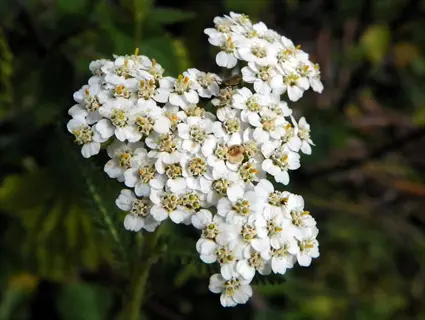 summer pastels yarrow flower cluster with white petals and yellow centers