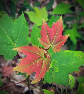 summer red maple foliage featuring vibrant red and green leaves in a natural forest setting