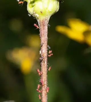 sunflower aphids (red and black) clustered on a green plant stem with yellow sunflower flowers in the background