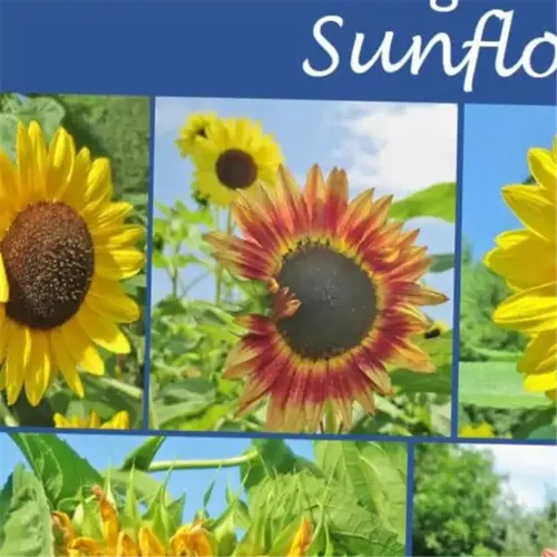 sunflower garden planting guide: a cover featuring various sunflowers and the title 'guide to growing sunflowers'