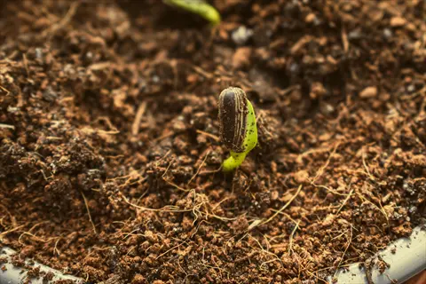 sunflower seedling emerging from dark, rich seed starting soil in a close-up view, with the seed still attached to the young green shoot