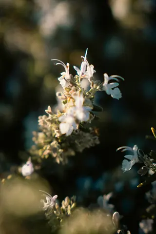 sunlight rosemary plant: close-up of delicate white flowers with slender petals and silvery-green foliage, illuminated by soft dappled sunlight in a garden setting