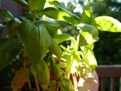 sunlit basil and tomato plants in garden; vibrant green basil leaves dominate foreground with tomato plant visible in background
