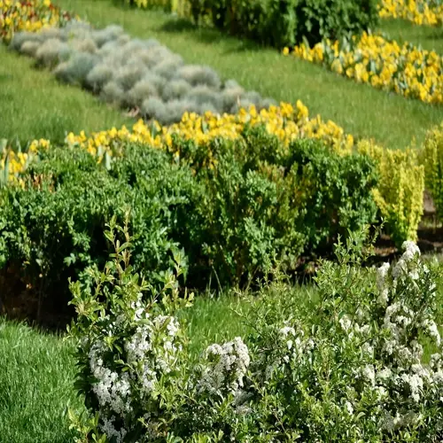 sunlit garden featuring yarrow flowers, green shrubs, and vibrant yellow floral patches