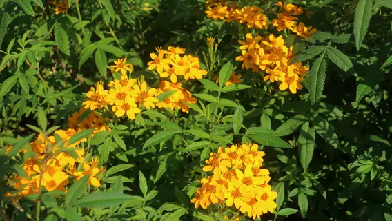 sunlit marigolds herb garden: vibrant yellow flowers blooming among lush green foliage in a vibrant garden setting