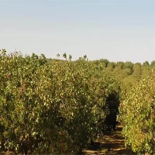 sunlit pistachio tree orchard with neatly arranged trees