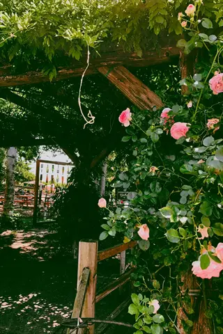 sunlit rambler rose pergola with pink blooms and lush greenery in a garden pathway