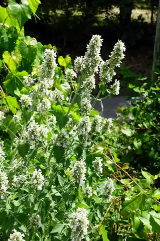 sunlit white catmint flowers (nepeta) blooming among lush green foliage in a garden setting
