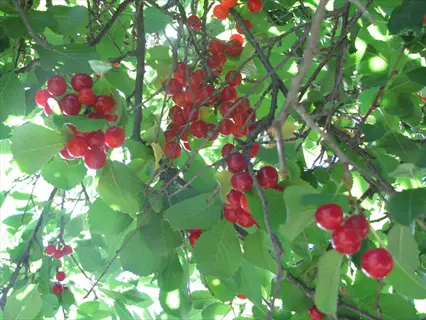 sunlit wild cherry tree forest with clusters of ripe red cherries among green leaves