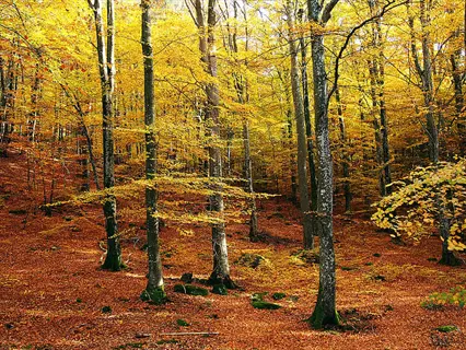 sunlit yellow birch forest trees in autumn with golden leaves covering the ground