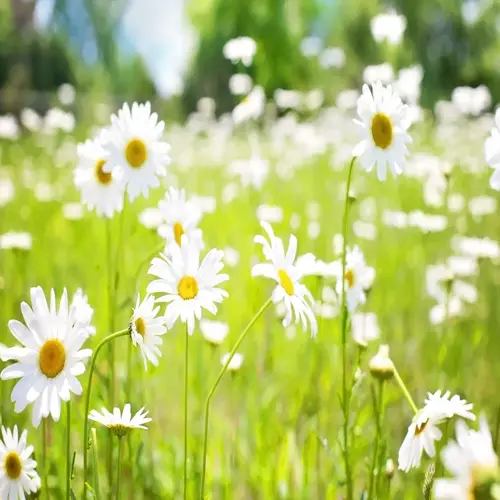 sunny garden filled with blooming white chamomile flowers
