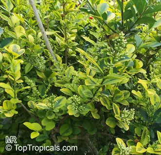 sunshine ligustrum shrub showcasing dense green-gold variegated foliage with small white flower clusters