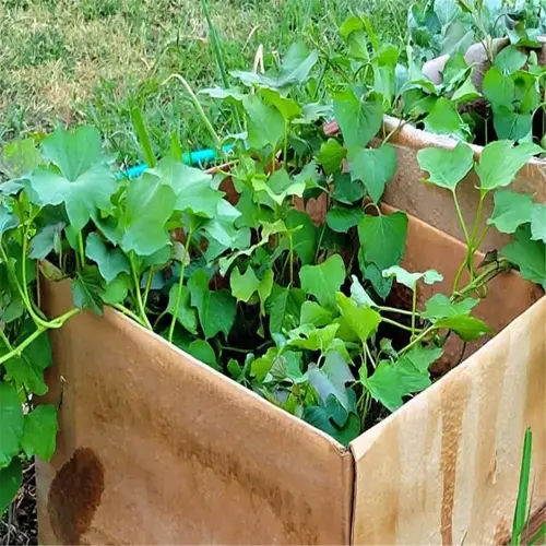 sweet potato plants growing in a wooden garden bed with cardboard boxes