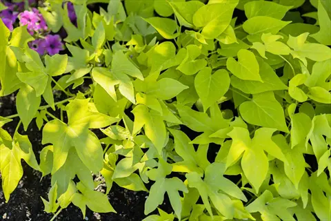 sweet potato vine showcasing vibrant lime green heart - shaped and deeply lobed leaves growing in a garden bed with dark soil and purple flowers in the background